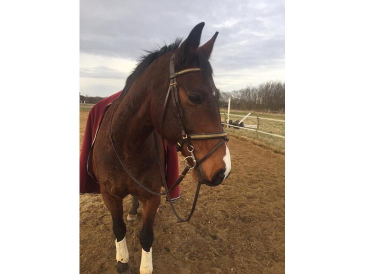 {{currentPhoto.altText}} billede {{currentPhoto.number}}