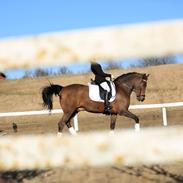 New Forest Lopik's Hans