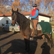 Anden særlig race Rex (rytter)