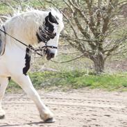 Irish Cob Idom Aadahls Mary