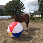 Anden særlig race Achantal