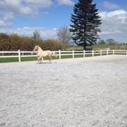 Fjordhest Østerskov's troja