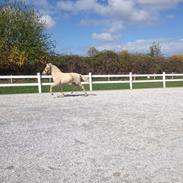 Fjordhest Østerskov's troja