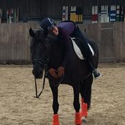 Anden særlig race Laila