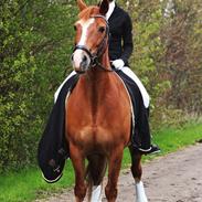 Welsh Cob (sec D) De Busies Pretty Floyd