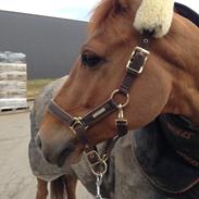 DSP Nørlunds el montana