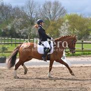 New Forest Brentebjergs alphabeat