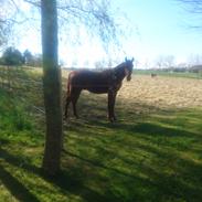 Frederiksborg TT's Vestergårds Rocky
