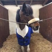 Islænder Lukka Fra Heimdahl