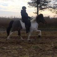 Islænder Lukka Fra Heimdahl