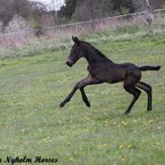 Oldenborg Zilhouette Nyholm