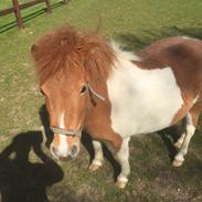 Anden særlig race Savannah