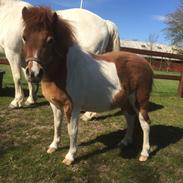 Anden særlig race Savannah