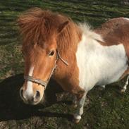 Anden særlig race Savannah