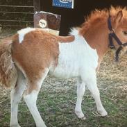 Anden særlig race Savannah