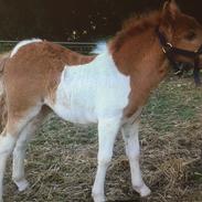 Anden særlig race Savannah