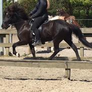 Islænder Kolka  fra Vinkærgård