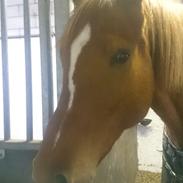 Anden særlig race Maggie My