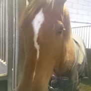 Anden særlig race Maggie My