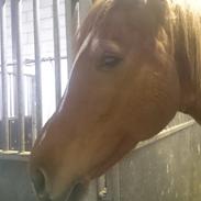 Anden særlig race Maggie My