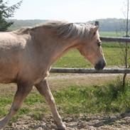 Palomino Mr. Chocoh Hot