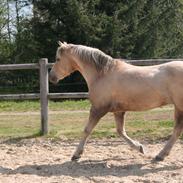 Palomino Mr. Chocoh Hot