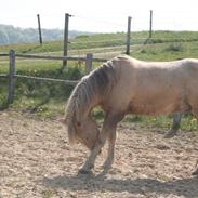 Palomino Mr. Chocoh Hot