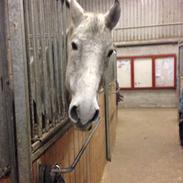 Ungarnsk Varmblod  Gilligans Widam