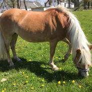 Haflinger zoffi <3