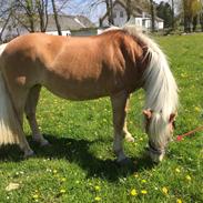 Haflinger zoffi <3