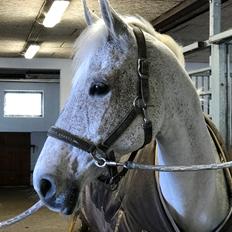 Dansk Varmblod Calida-Em