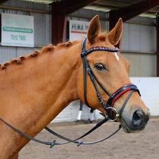 Dansk Varmblod Maxin