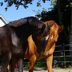 Dansk Varmblod Maxin