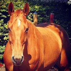 Dansk Varmblod Maxin