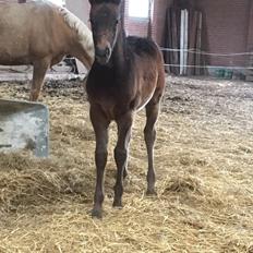 Anden særlig race Anyskas Adina