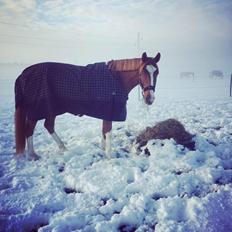 Dansk Varmblod Lester-Qvist