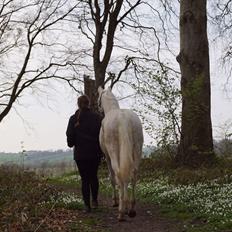 Anden særlig race Dyrekjærs Amazing Damian (solgt)