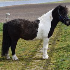 Anden særlig race Albert
