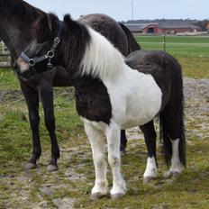 Anden særlig race Albert