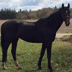 Hannoveraner Don Pedro