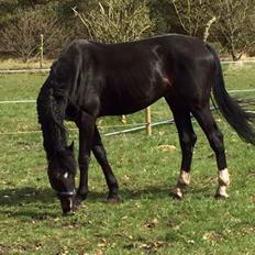 Hannoveraner Don Pedro