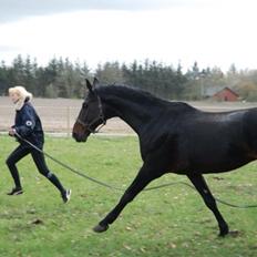 Hannoveraner Don Pedro