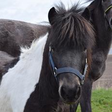 Anden særlig race Albert