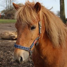 Gotlandsruss Prins (Fantom M)