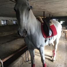 Lipizzaner Morgan's Lipi