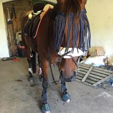 Traver Chablis hein (himmelhest)