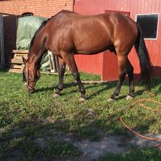 Traver Chablis hein (himmelhest)