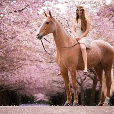 Palomino Kjærgaards Golden Champ