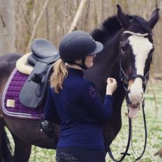 Hollandsk Varmblod Zarona R.I.P 