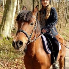 Anden særlig race Laika